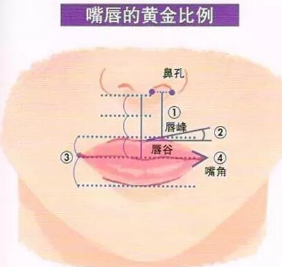 嘴唇的黄金比例图